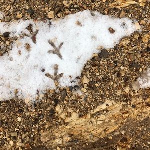 Meet your Posher, Lexi